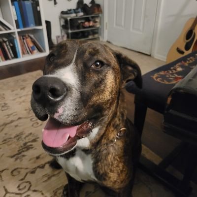 doggostepdad's profile picture. 🐶🐕😸😼😾

♌︎☉

♉︎☾

♎︎↑