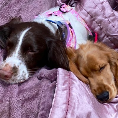 task trained Assistance Dog Willow and Trainee Charlie