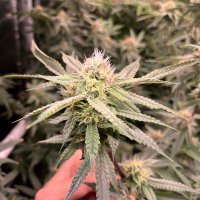 eighty6ed (@ownzilla223) 's Twitter Profile