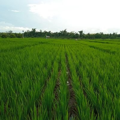 BlackGoldEdu's profile picture. Edukasi Biochar