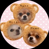チワワのナッツとミルク&めめ(@nat__mil) 's Twitter Profile Photo