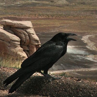 Enterprising Desert Raven