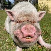 Pigs4Ever 🐽❤️(@_pigs4ever) 's Twitter Profile Photo