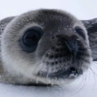 Share & 🅴enjoy 🇦🇶 (@go_syh_in_a_pig) 's Twitter Profile