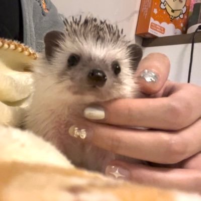 韓国に住むはりねずみの男の子〈との〉です🦔 한국거주 고슴도치 ‘토노’입니다🦔 2023.09.05🎂 その名に恥じぬ立派な殿方へと成長しております