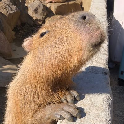なかち*･ω･)ﾉさんのプロフィール画像