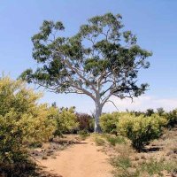 Logy Australian (@logyaussie) 's Twitter Profile