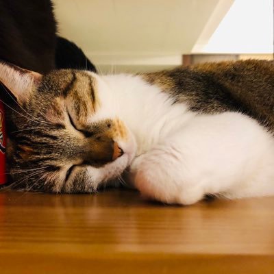 Serenaさんのプロフィール画像