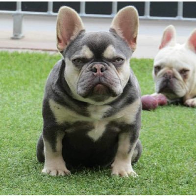 Northstrongfrenchies on all social media platforms….. Instagram, FACEBOOK, TIKTOK ….. FOLLOW US WE HAVE SOME OF THE BEST FRENCH BULLDOGS ‼️‼️‼️