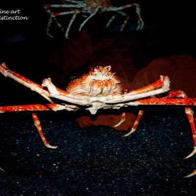 Undevourable Crab of the Cosmosさんのプロフィール画像