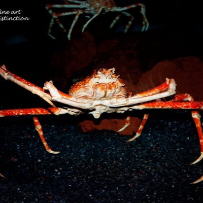 OmnipotentCrab Profile Picture