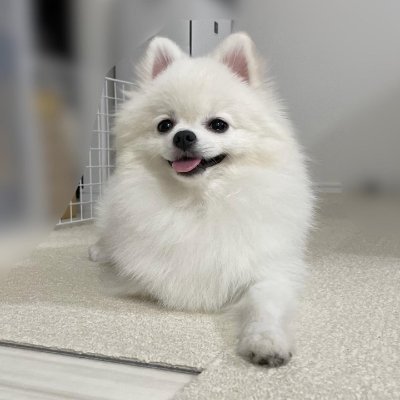 💗もふもふなポメラニアンとの日常🍀*゜
リンカーン🐶白
ヘンリー🐶白黒
5年間一緒に楽しい時間を過ごしましたよ🤗
𝙅𝙖𝙥𝙖𝙣 𝙏𝙤𝙠𝙮𝙤💗