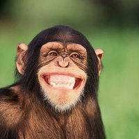 Well Dressed Chimp(@Chimpwell) 's Twitter Profile Photo