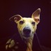 Captain Whippet (@captain_whippet) Twitter profile photo Captain Whippet (@captain_whippet) Twitter profile photo