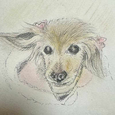 過保護犬3代目🐶♀くぅちゃんR6.4.8🌈😢R4.4.19乳腺腫瘍切除したお陰で腫瘍が当たらず♿️乗れるように😆クッシング症候群/頚椎腰椎ヘルニア/パテラを経てほぼ寝たきりから立った😳それを機にリハビリ奮闘した日の記録最後は腎臓肝臓🥹尿毒症と戦いました🥹自慢の可愛い娘でした🥰応援ありがとうございました