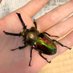 Breeding Stag beetles (田辺) (@breeding_insect) Twitter profile photo Breeding Stag beetles (田辺) (@breeding_insect) Twitter profile photo