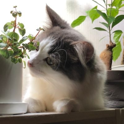 全ての猫、生き物の幸せを願いながら個人でできる範囲の活動をしています。2023年秋、縁あってサイベリアンの男の子がうちにきました。成長記録&色々( カラスも大好き なんです)。そしてまったりとゲームも #地域猫 #黒猫 #サイベリアン #カラス #あつ森 #Palia