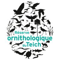 Réserve Ornithologique du Teich(@RO_Teich) 's Twitter Profile Photo
