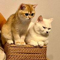 まおとむぎ (@chanmaochan1) 's Twitter Profile Photo まおとむぎ (@chanmaochan1) 's Twitter Profile Photo