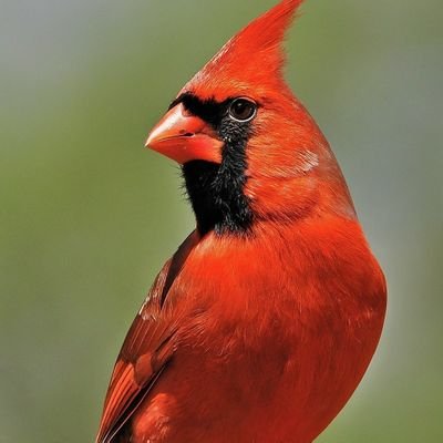 شعب واحد لا شعبين
دولة واحدة لا دولتين
جيش واحد لا جيشين