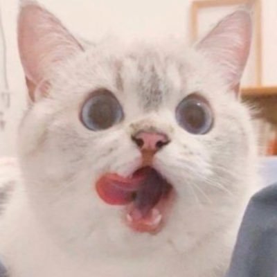 logic_err's profile picture. 구(러스티캣)/잉여개발자/잉여일상/잡다한취미