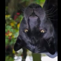 Marie Prune🐞 (@mariepprune) 's Twitter Profile Photo Marie Prune🐞 (@mariepprune) 's Twitter Profile Photo