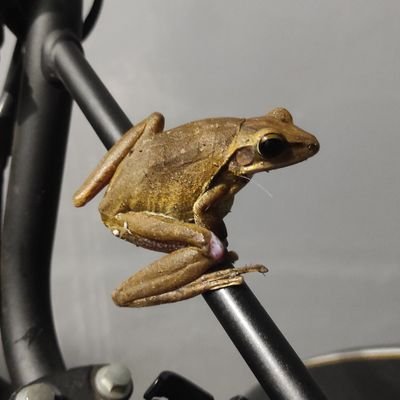 AyamsaltoR3997's profile picture. 