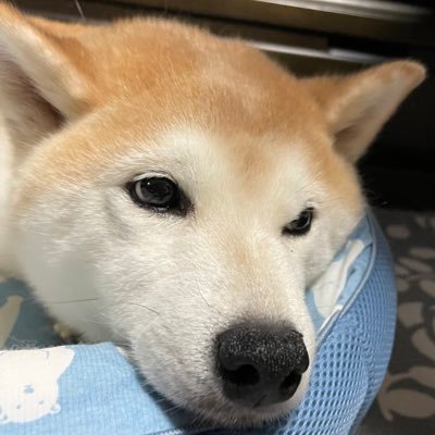♂です。片道1時間半の電車通勤。元不登校の元ひきこもり。 🐕と鳥貴族を愛する少し考えすぎな人です。