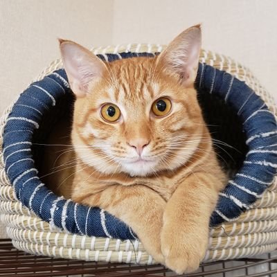 sorazukin_cat Profile Picture
