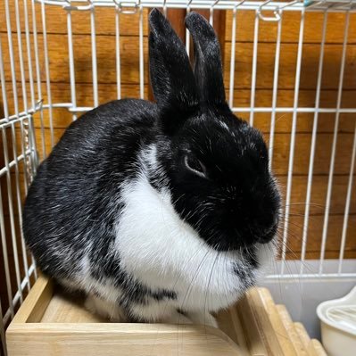 我が家の癒し担当くろごまちゃん(8代目うさぎ)を紹介するだけのアカウントです😊 うさぎを飼われている方やうさぎ好きの方と繋がれたら嬉しいです(*^^*)