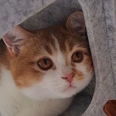 もなか🎂2023.3.12♂️スコティッシュフォールド🐈️2023.7から家族に✨抱っこブラッシング爪切り苦手 ちょっぴりドジなツンデレ猫ฅ^ ̳• ·̫ • ̳^ฅかわいすぎて人生もなかに捧げてます♡https://t.co/F4M9rqUQEs