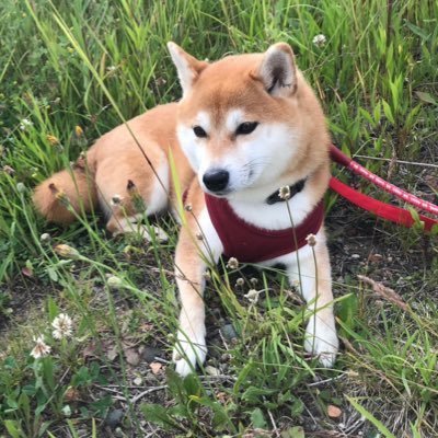 pikarich_it's profile picture. IT垢。プログラミングとかの話はこちらでしようかなと。