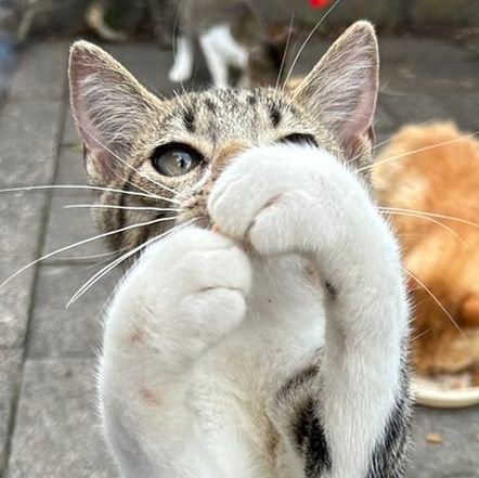 神奈川在住🍀 写真撮るのが好きです😊
 猫好き😸/野鳥好き🐦️/お酒好き🍺/お花好き🌸/
DMの対応致しません❌🙇‍♀️/  #写真撮るの好きな人と繋がりたい