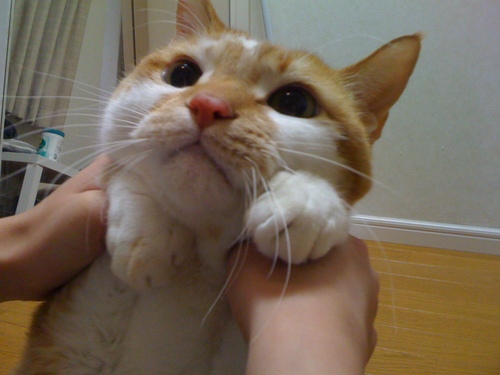 ＼(`ω、)だーよし(`ω、)／