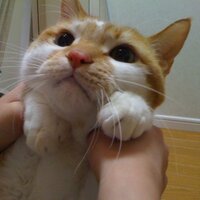 ＼(`ω、)だーよし(`ω、)／ (@atussy92) 's Twitter Profile Photo