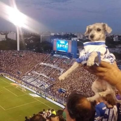 OOCVelez Profile Picture