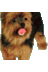 yumehitoshima