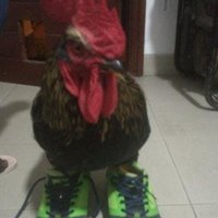Average Late fan (@danielitoomg00) 's Twitter Profile