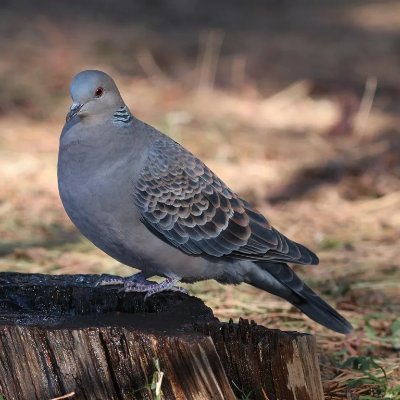 Illinois6732's profile picture. 🐎と絵と時計しか愛せなくなった名もなき鳥です。
いいね&閲覧用サブ垢なので基本呟かないかも…。ご了承ください😑25↑