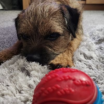 I iz Arthur, born Oct 20, me adventures have just begun with me fur bro and partner in crime Wilf the Border Terrier and me new hoos. 🐾🐾
