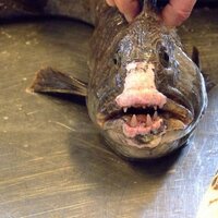 Dieter Letze (@dieterletze) 's Twitter Profile