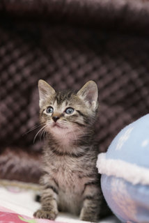 milkolive's profile picture. ねこ/映画/音楽/写真/ガーデニング/NBA…