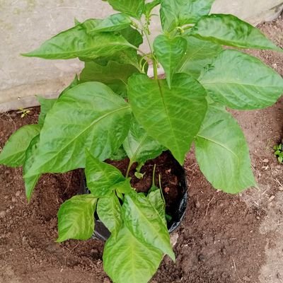 BusaMSix's profile picture. 