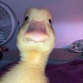 Slipampam's profile picture. TIDAK ADA KEBEBASAN DALAM SEBUAH PERATURAN.🇮🇩