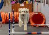 Welcome to Zoom Room-Lincoln, here you'll find a fun place to play with your dog. Classes to develop communication and deepen your enjoyment of your dog.