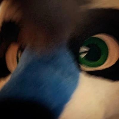 Blue Raccoon. Fursuit by @paciulofursuits