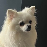 Flossie Mertz (@mertzfloss88357) 's Twitter Profile