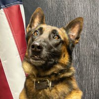 Haralson Sheriff K-9 Janco(@HCSO_K9Janco) 's Twitter Profile Photo