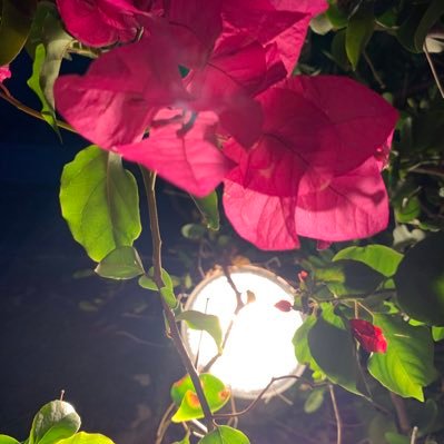 IjazBalocH4665's profile picture. 