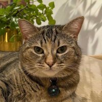 Quita the Kitty (@quitathekitty) 's Twitter Profile